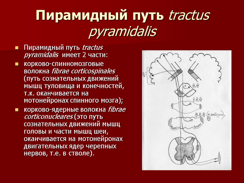Пирамидный путь tractus pyramidalis Пирамидный путь tractus pyramidalis имеет 2 части: корково-спинномозговые волокна fibrae